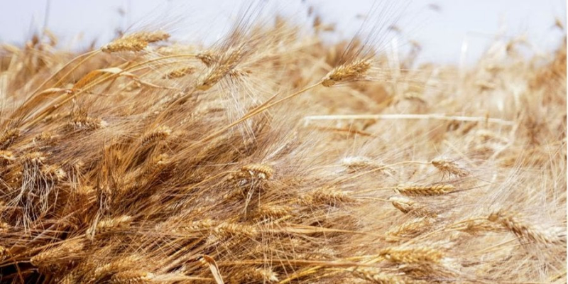 Котирування пшениці продовжують зростати на&nbsp;тлі російських атак