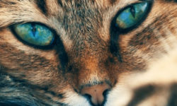 Мають багато умінь. Коти можуть світитися в темряві і це не просто так