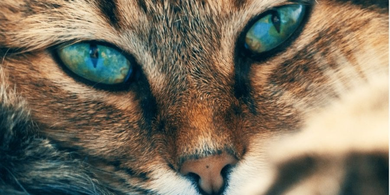 Мають багато умінь. Коти можуть світитися в&nbsp;темряві і це&nbsp;не&nbsp;просто так