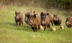 Небезпечні трюфелі. У Німеччині виявили радіоактивних кабанів