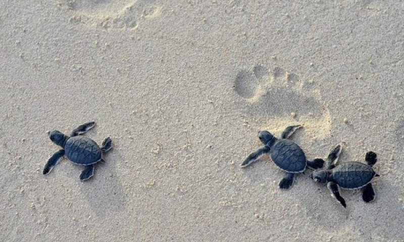 OpenSea исключила проект DAO Turtles из-за проблем с финансированием