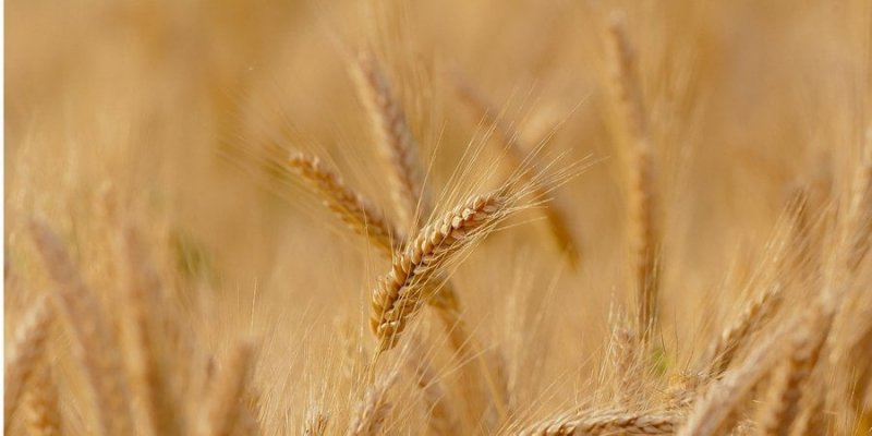 Україна стала третім за&nbsp;величиною постачальником сільгосппродукції в ЄС