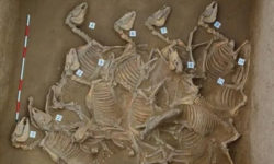 Культи минулого. У Китаї знайшли жертовну яму з останками 120 коней