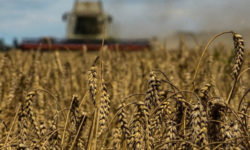 Росія з липня знищила 280 000 тонн українського зерна у портах