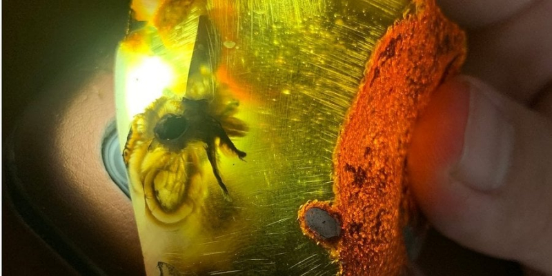 У Рівненській області знайшли рідкісний бурштин віком у десятки мільйонів років — фото
