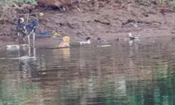 Загін Малібу. В Індії крокодили врятували собаку, й вчені не розуміють, як таке могло статися